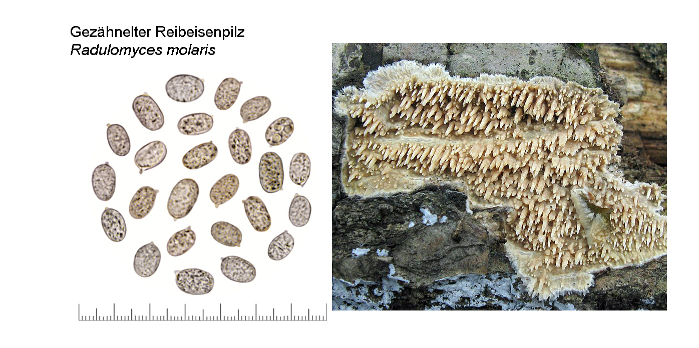 Radulomyces molaris, Gezhnelter Reibeisenpilz