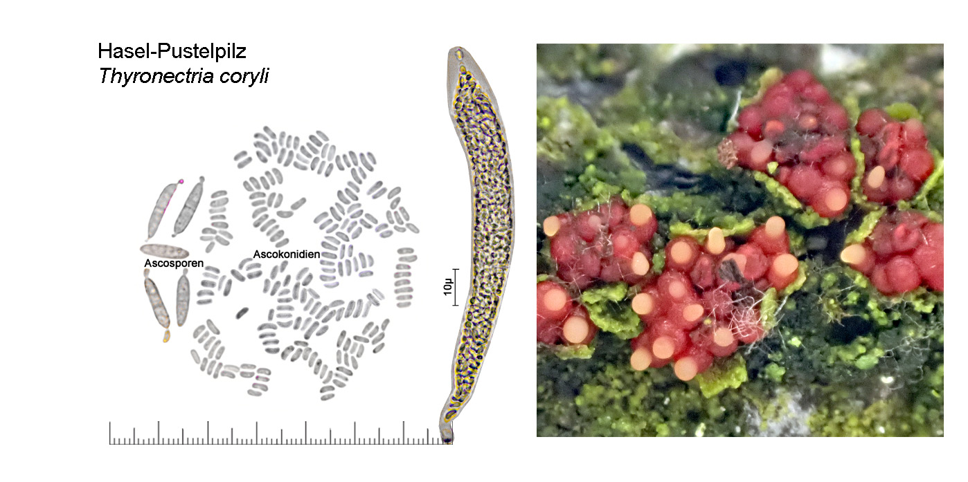 Thyronectria coryli, Hasel-Pustelpilz