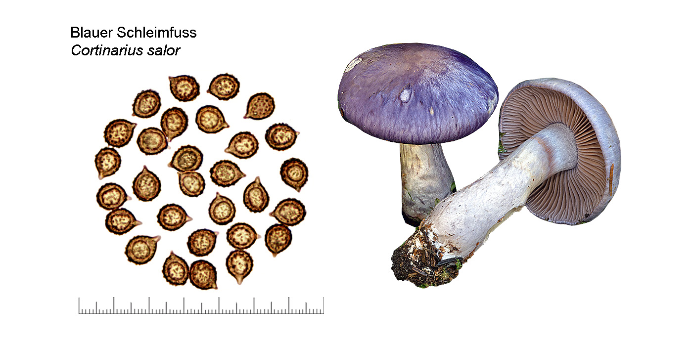 Cortinarius salor, Blauer Schleimfuss