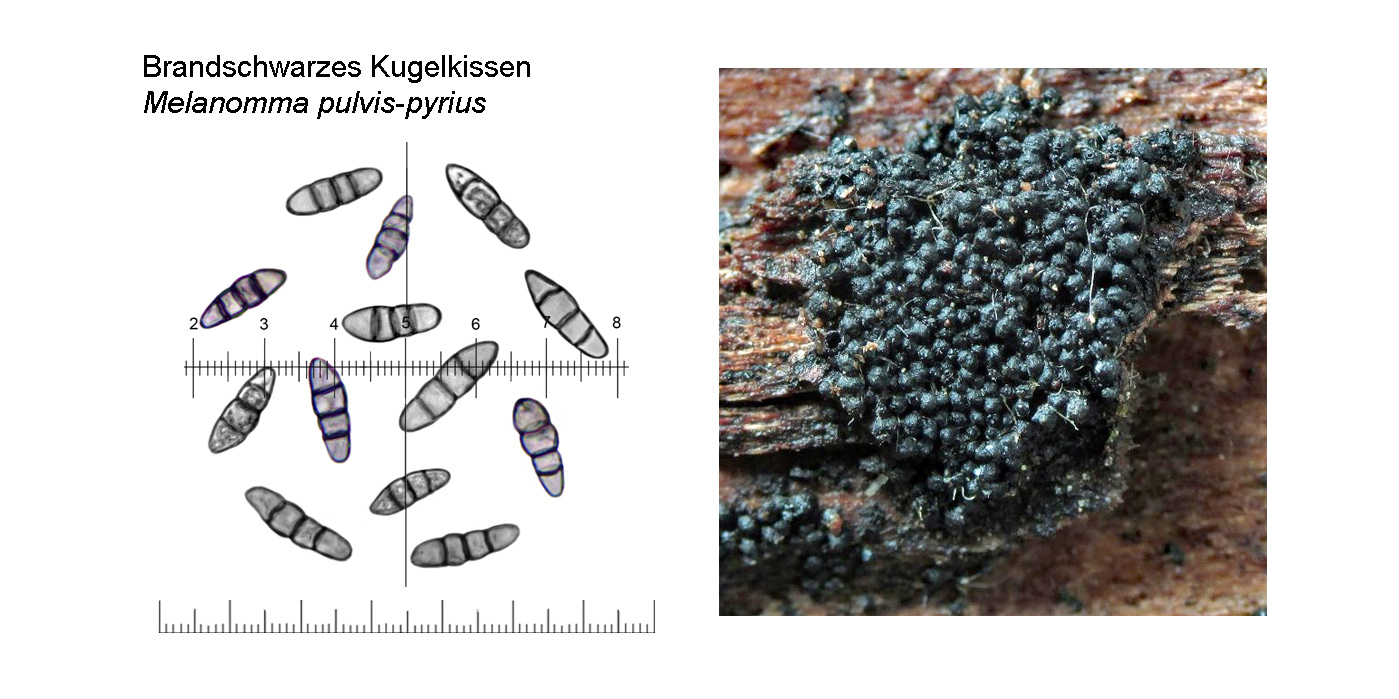 Melanoleuca pseudoluscina, Schlankstieliger Weichritterling