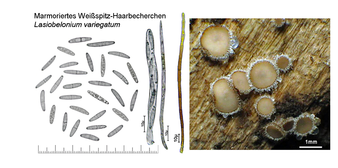 Lasiobelonium variegatum, Marmoriertes Weispitz-Haarbecherchen