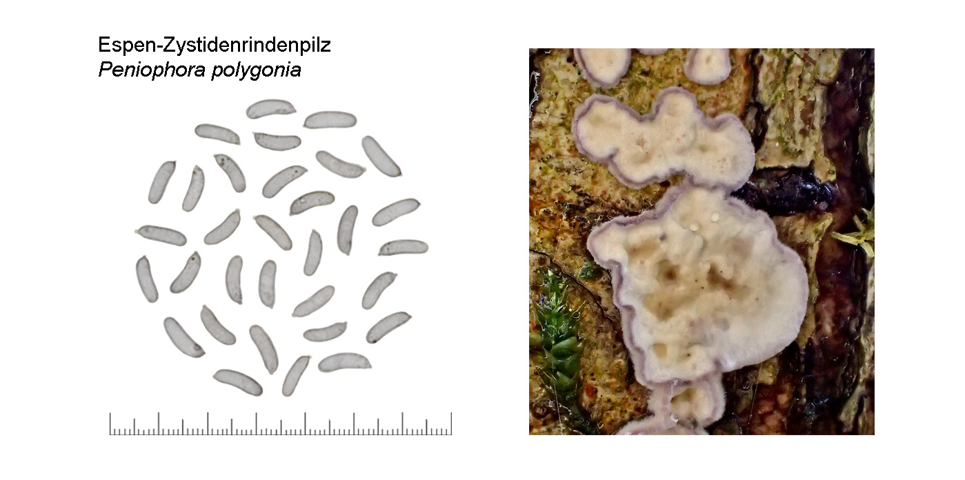 Peniophora polygonia, Espen-Zystidenrindenpilz