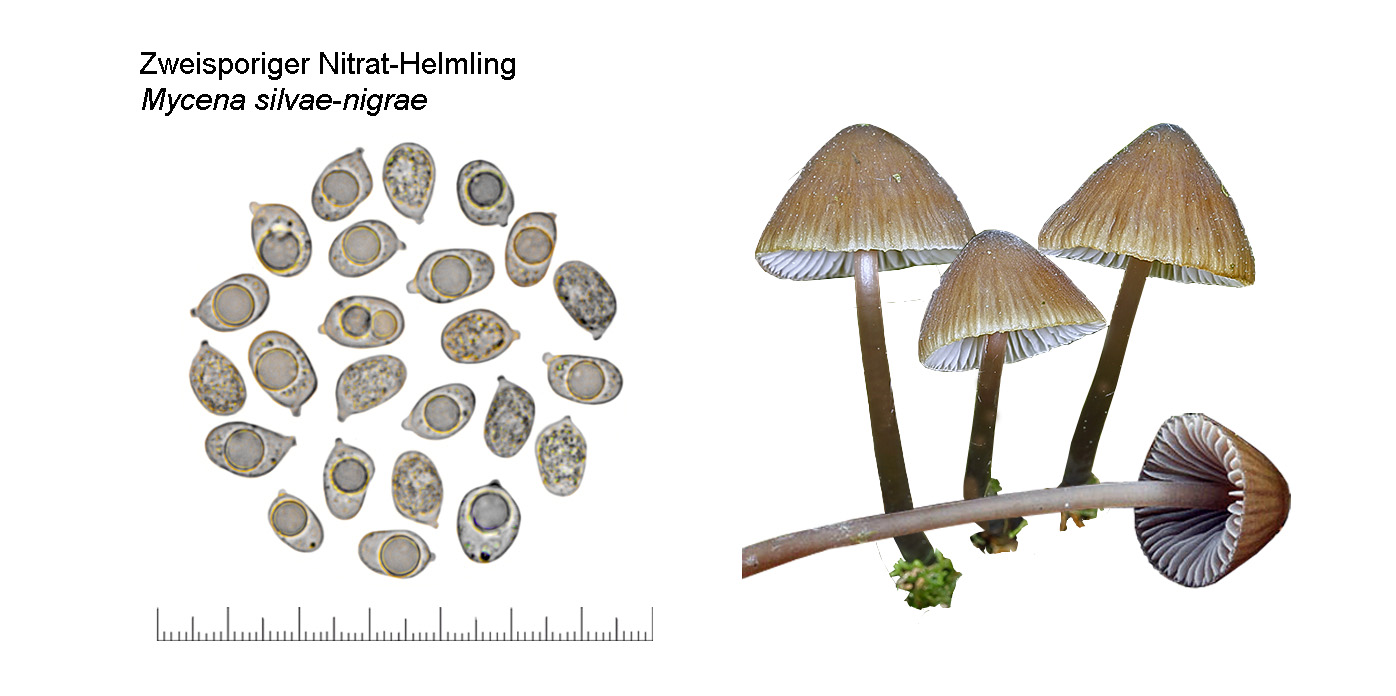 Mycena silvae-nigrae, Zweisporiger Nitrat-Helmling