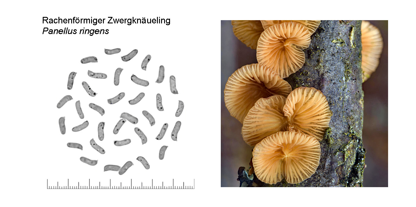 Panellus ringens, Rachenfrmiger Zwergknueling