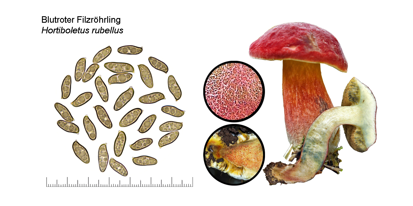 Hortiboletus rubellus, Blutroter Filzrhrling