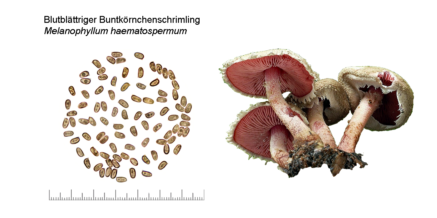 Melanophyllum haematospermum, Blutblttriger Buntkrnchenschrimling