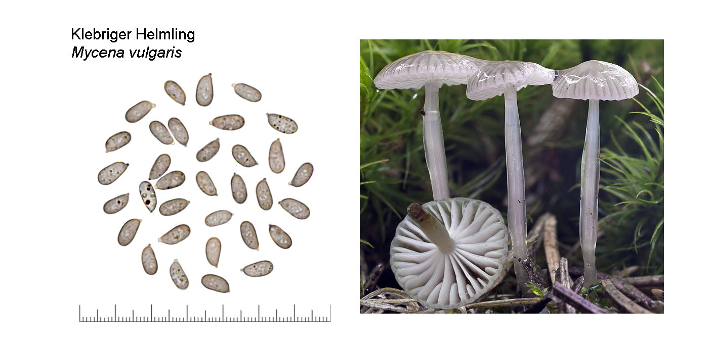 Mycena vulgaris, Klebriger Helmling