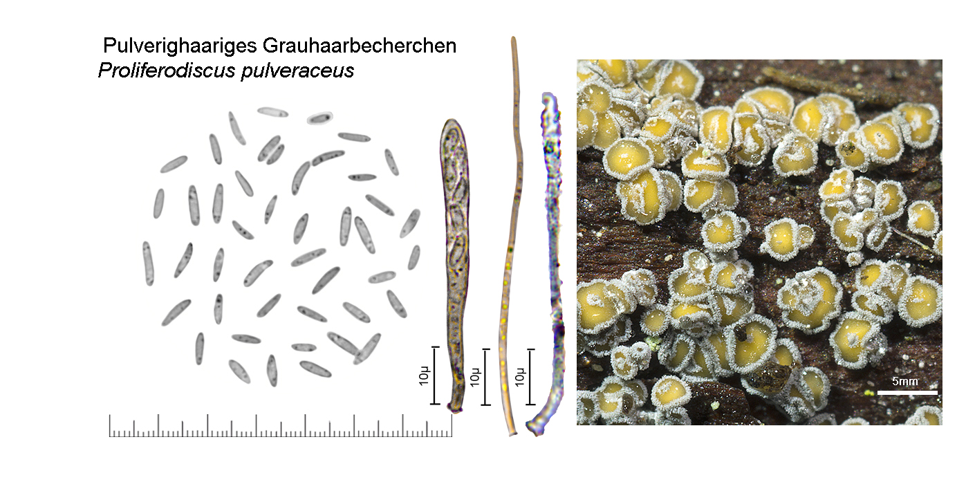 Proliferodiscus pulveraceus, Pulverighaariges Grauhaarbecherchen