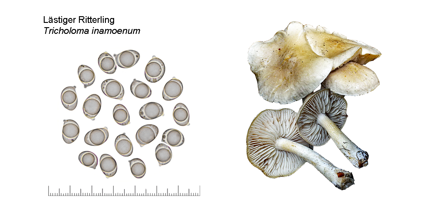 Tricholoma inamoenum , Lstiger Ritterling