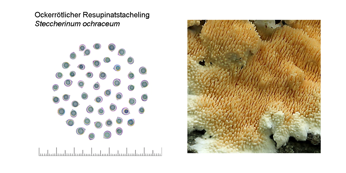 Stecherinum ochraceum, Ockerrtlicher Resupinatstacheling