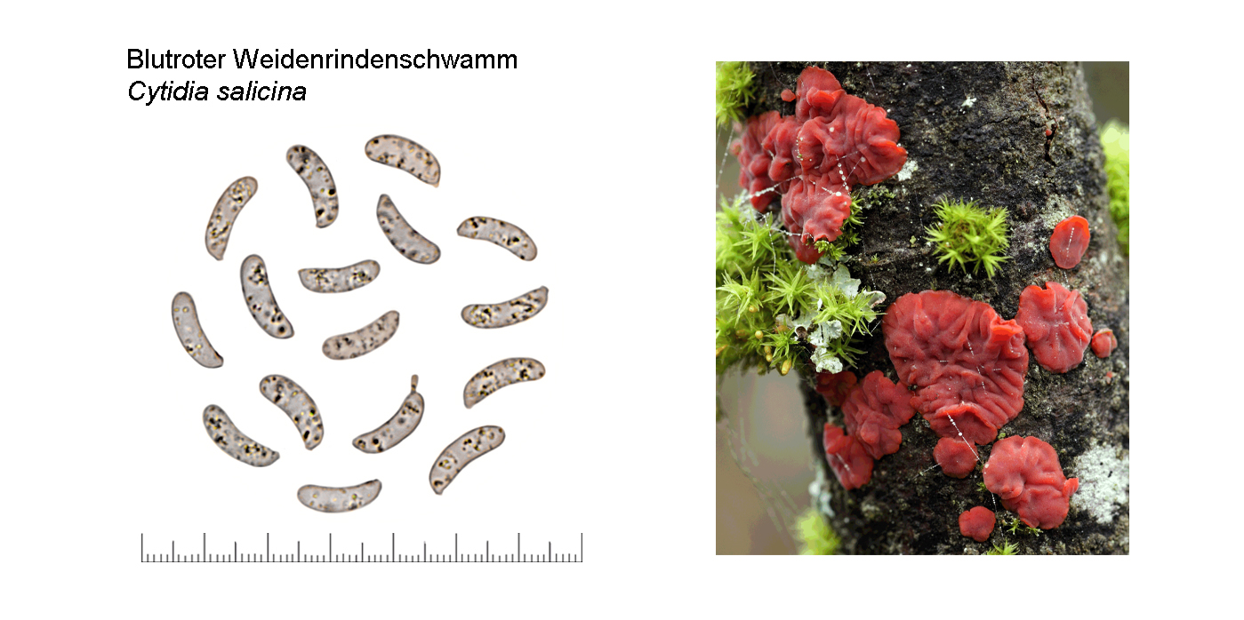 Cytidia salicina, Blutroter Weidenrindenschwamm