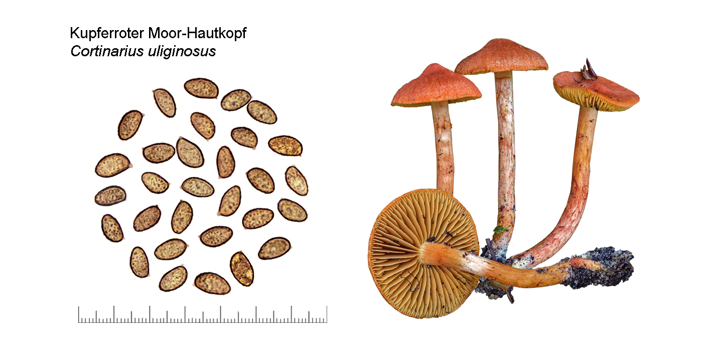 Cortinarius uliginosus, Kupferroter Moor-Hautkopf