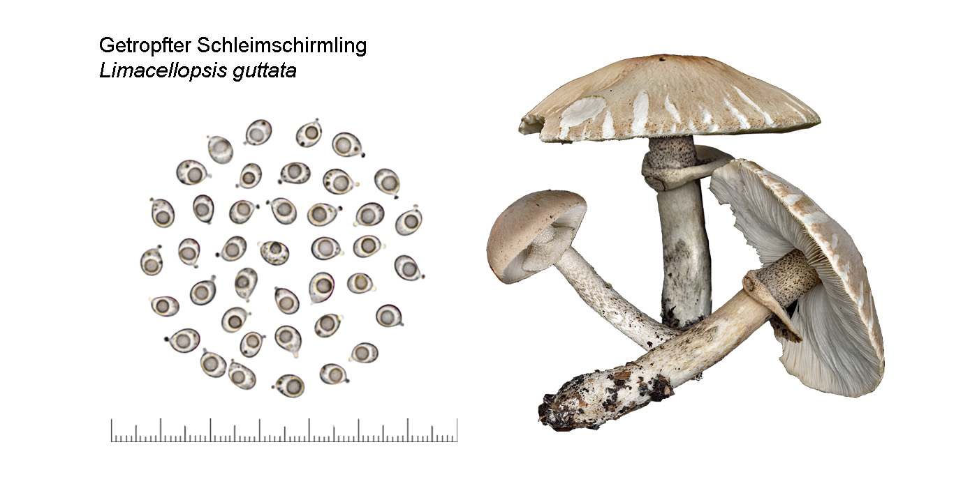 Limacella guttata, Getropfter Schleimschirmling