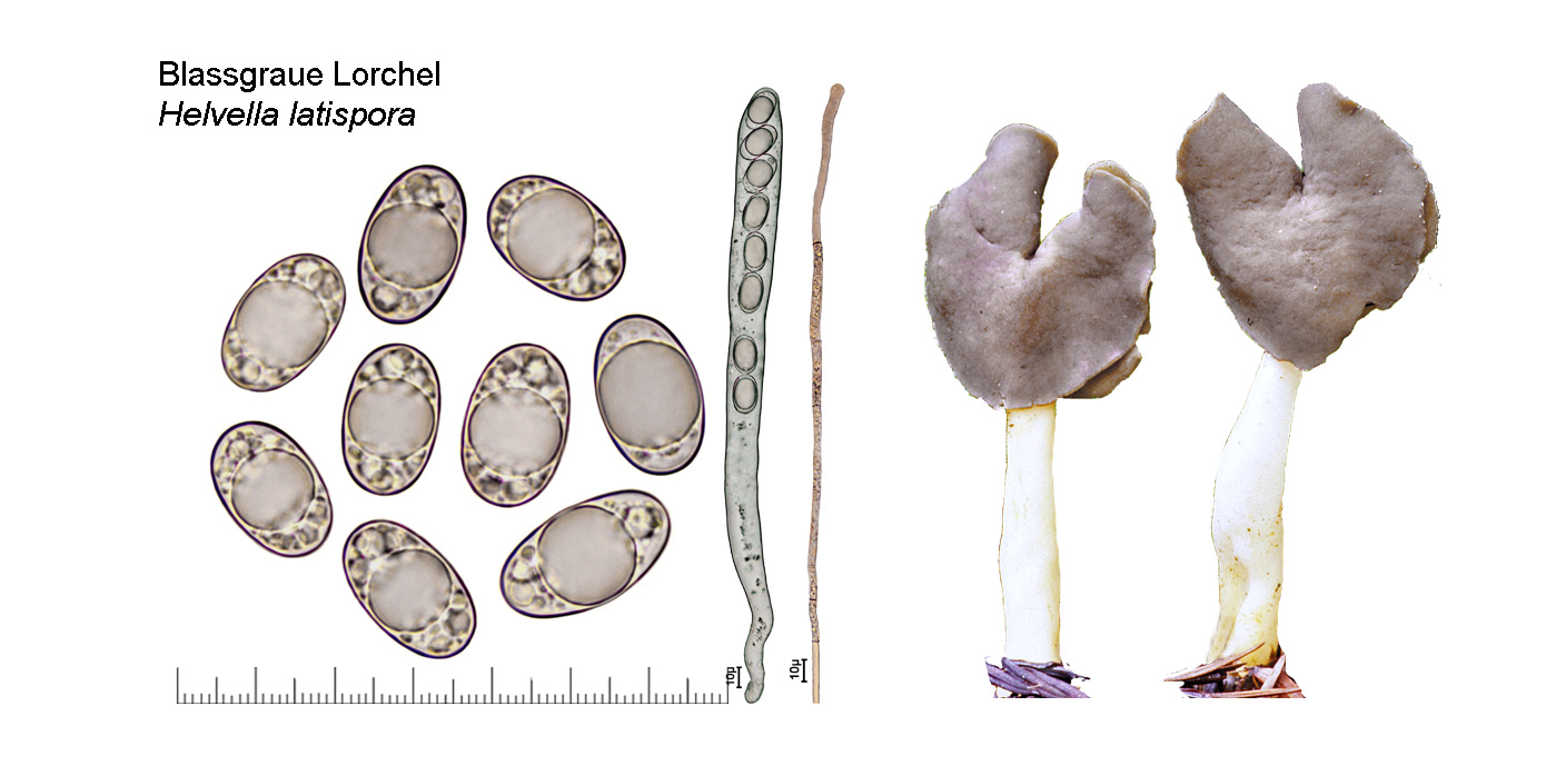 Helvella latispora, Blassgraue Lorchel