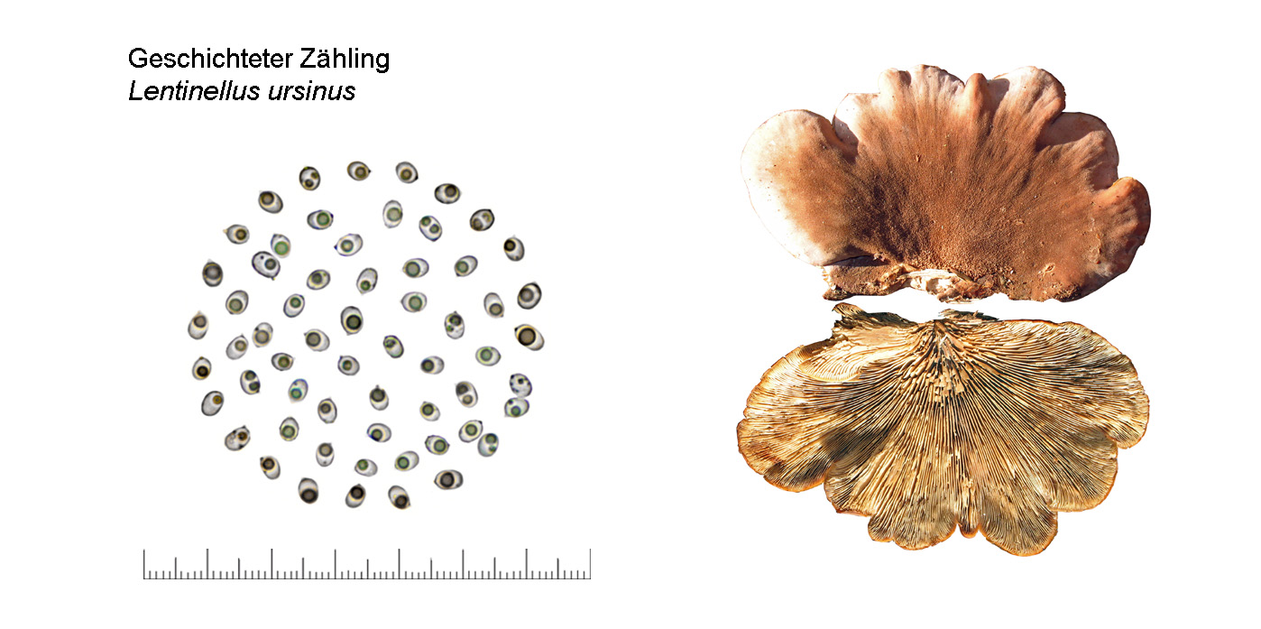 Lentinellus ursinus, Geschichteter Zhling