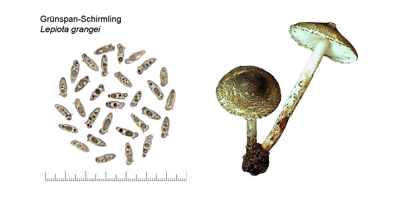 Lepiota grangei, Grnspan-Schirmling