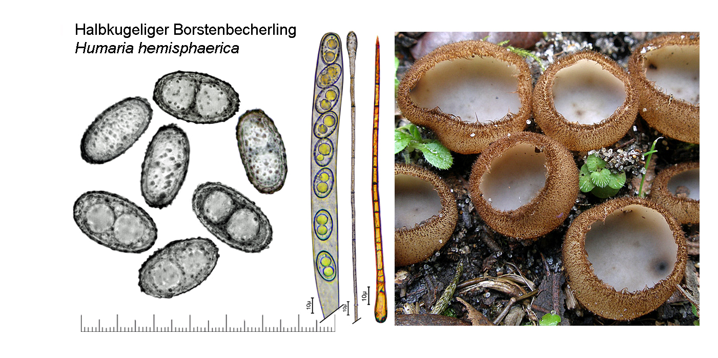 Humaria hemisphaerica, Halbkugeliger Borstenbecherling