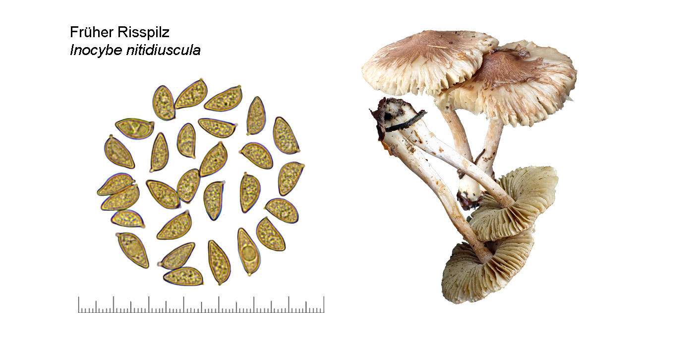 Inocybe nitidiuscula, Frher Risspilz