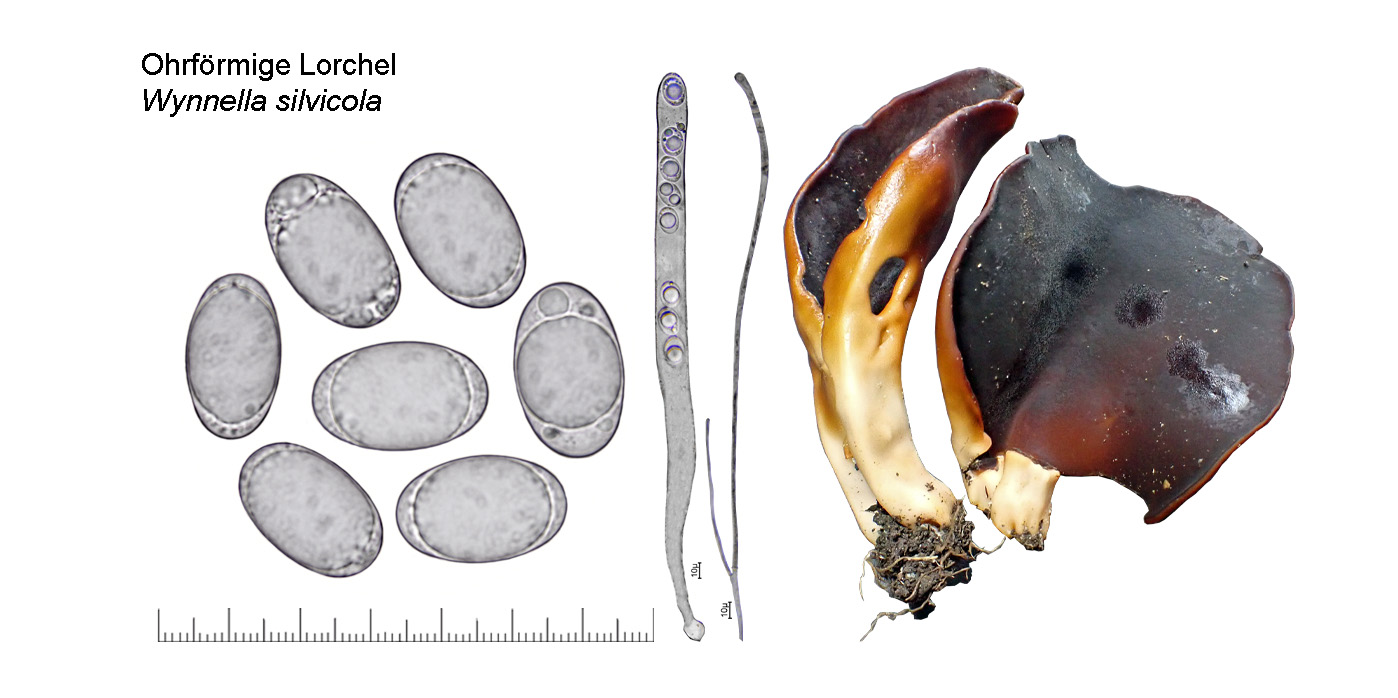 Wynnella silvicola, Ohrfrmige Lorchel