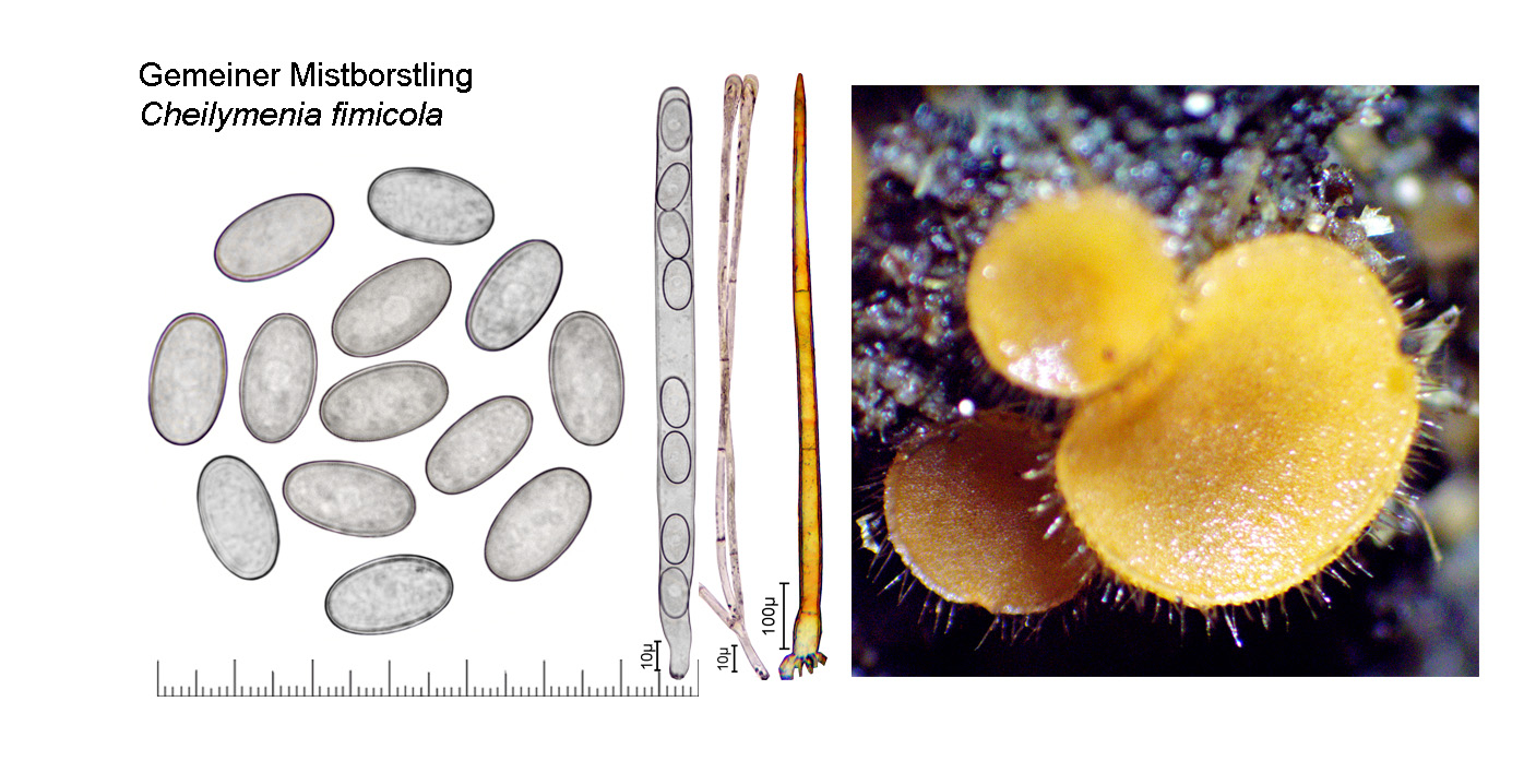 Cheilymenia fimicola, Gemeiner Mistborstling