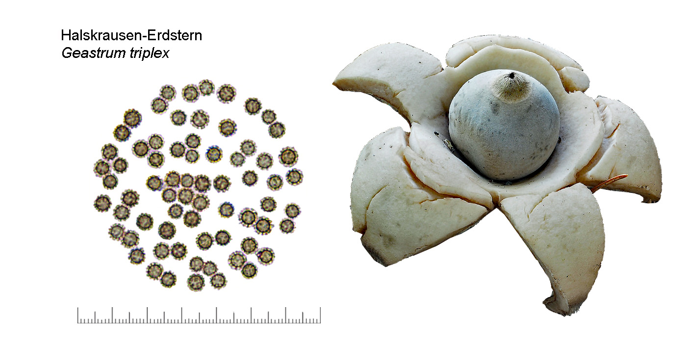 Geastrum triplex, Halskrausen-Erdstern