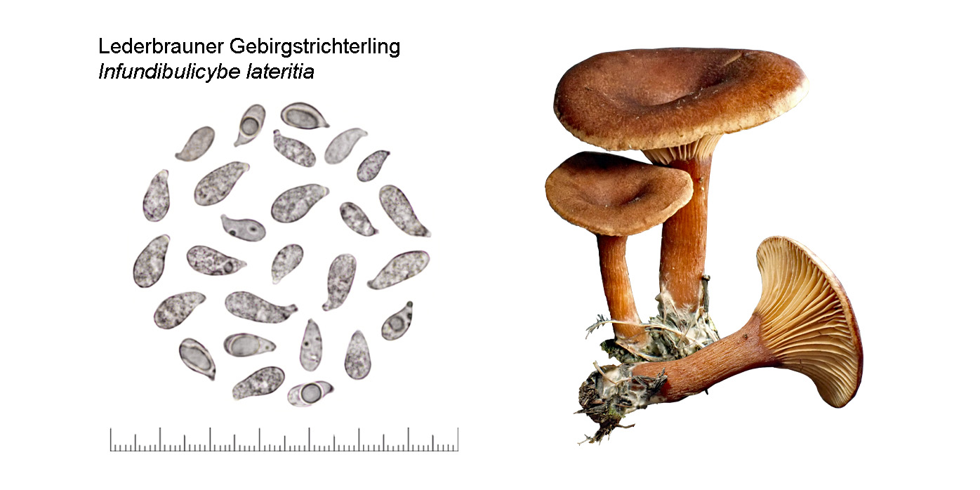 Infundibulicybe lateritia, Lederbrauner Gebirgstrichterling