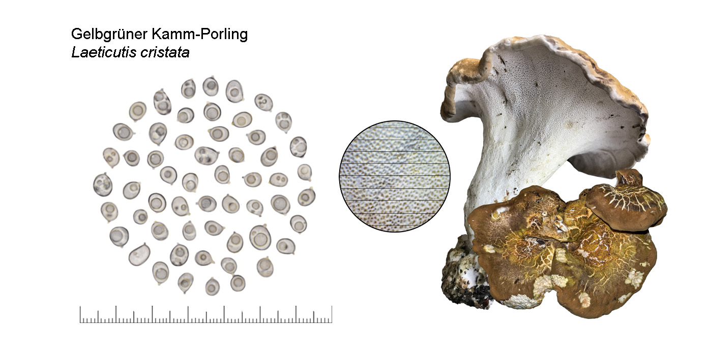 Laeticutis cristata, Gelbgrner Kamm-Porling