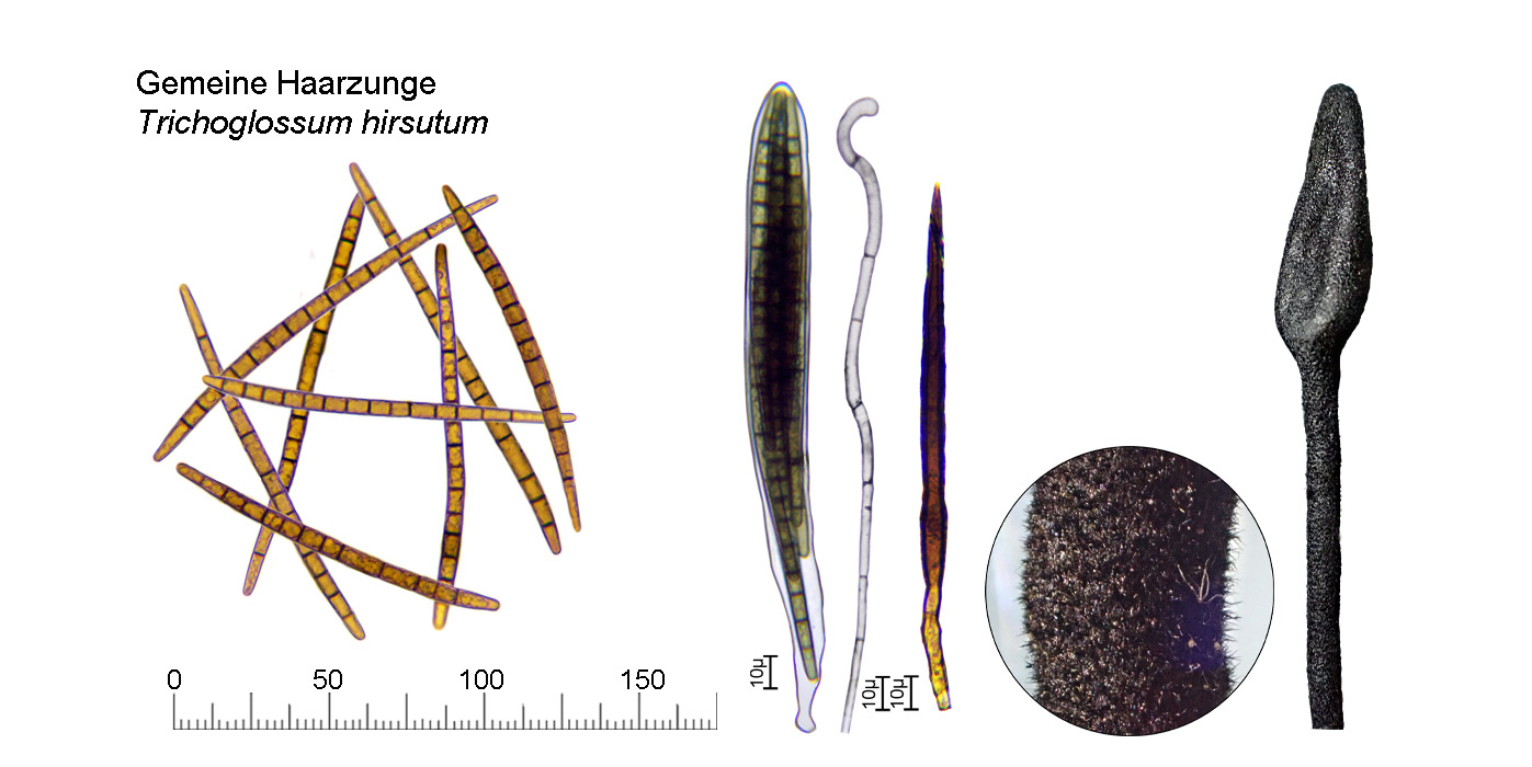 Trichoglossum hirsutum, Gemeine Haarzunge