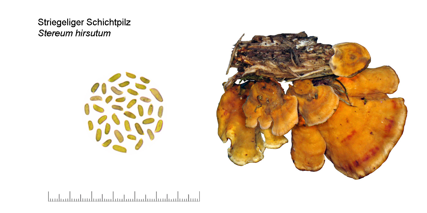 Stereum hirsutum, Striegeliger Schichtpilz