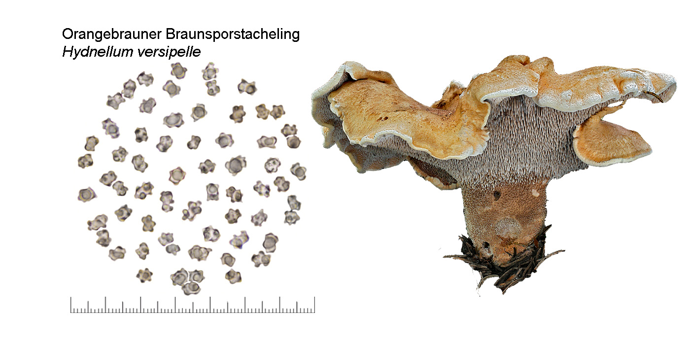 Hydnellum versipelle, Orangebrauner Braunsporstacheling