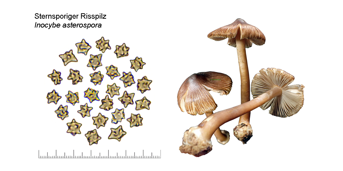 Inocybe asterospora, Sternsporiger Risspilz