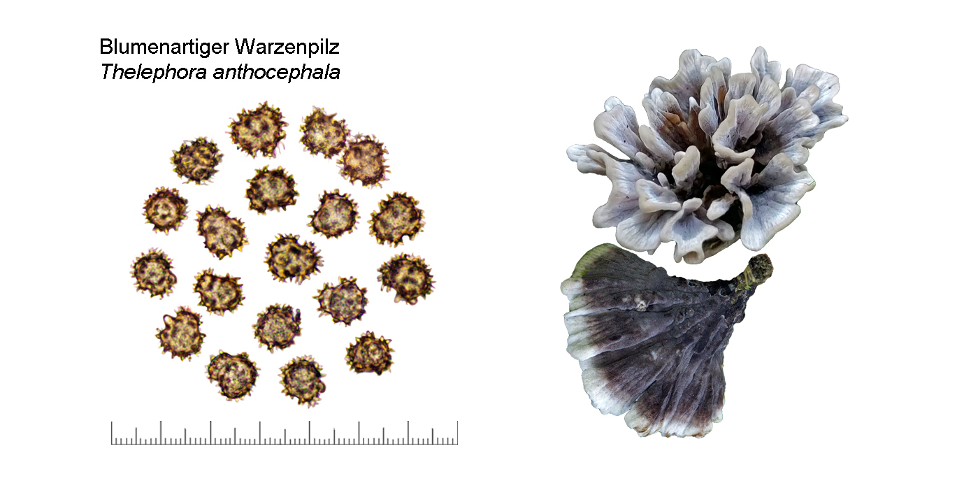 Thelephora anthocephala, Blumenartiger Warzenpilz