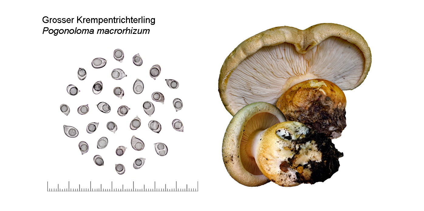 Pogonoloma macrorhizum, Grosser Krempentrichterling