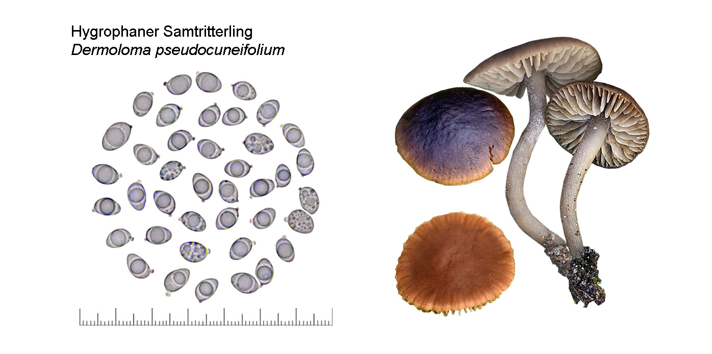 Dissingia leucomelaena, Schwarzweisse Becher-Lorchel