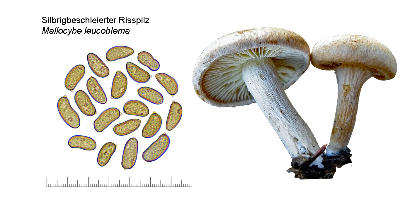 Mallocybe leucoblema, Silbrigbeschleierter Risspilz