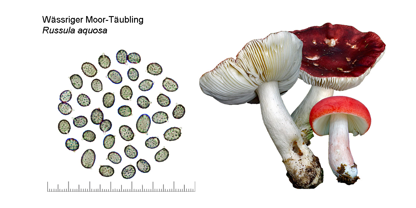 Russula aquosa, Wssriger Moor-Tubling