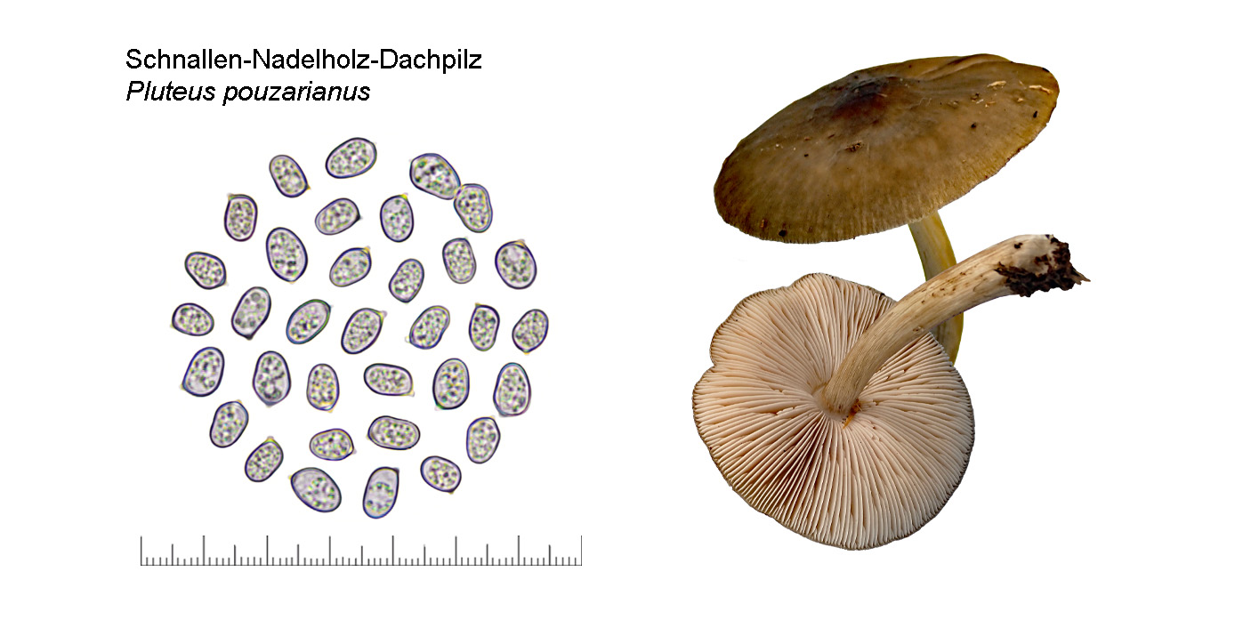 Pluteus pouzarianus, Schnallen-Nadelholz-Dachpilz