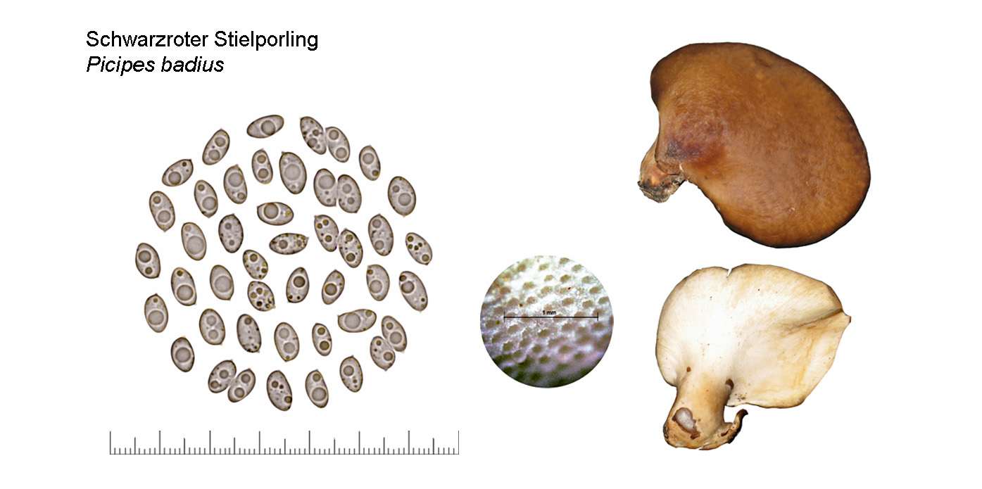 Picipes badius, Schwarzroter Stielporling