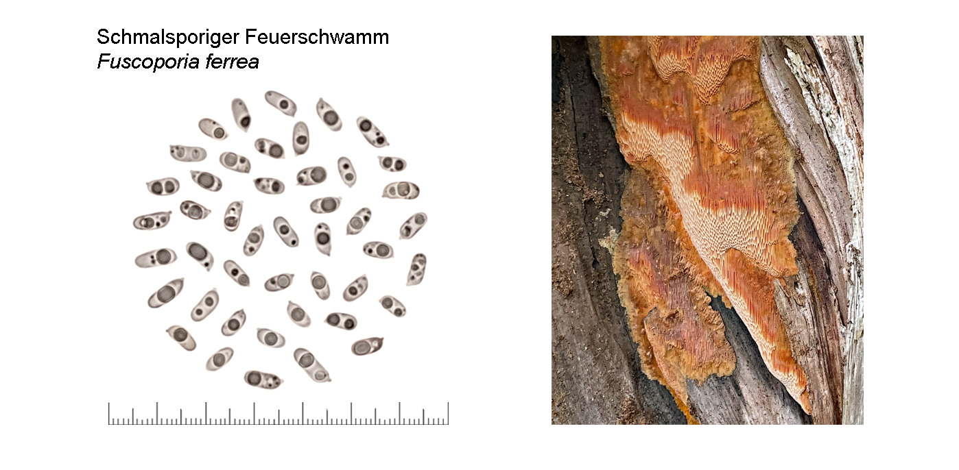 Fuscoporia ferrea, Schmalsporiger Feuerschwamm