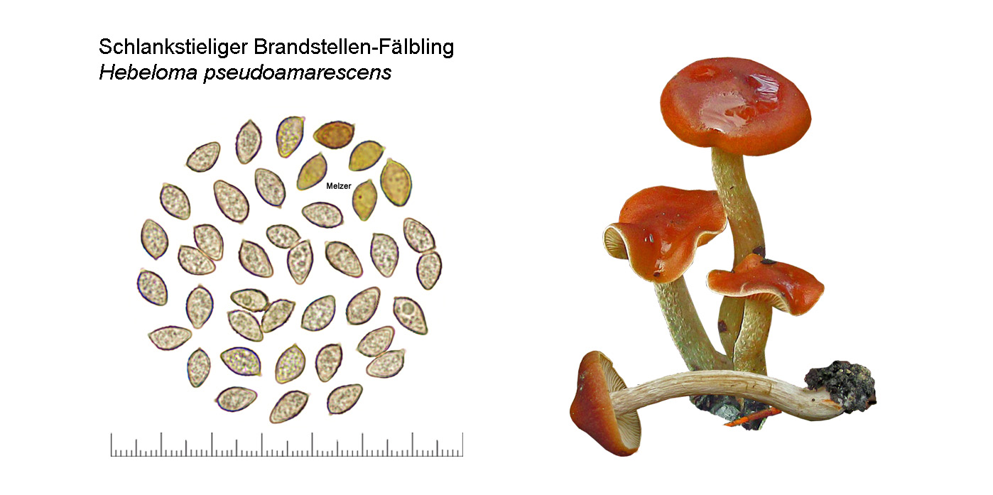 Hebeloma pseudoamarescens, Schlankstieliger Brandstellen-Flbling