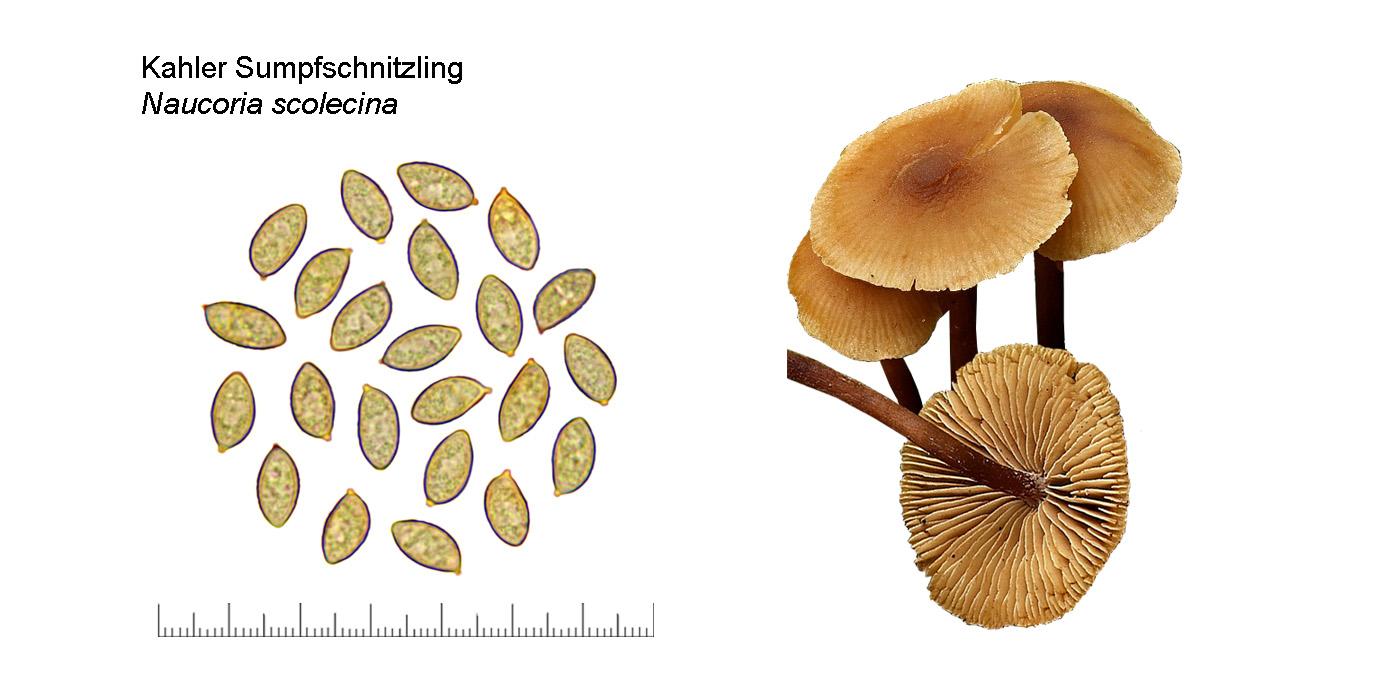 Naucoria scolecina, Kahler Sumpfschnitzling