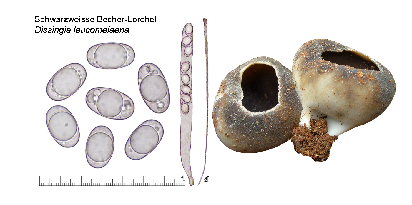 Dissingia leucomelaena, Schwarzweisse Becher-Lorchel