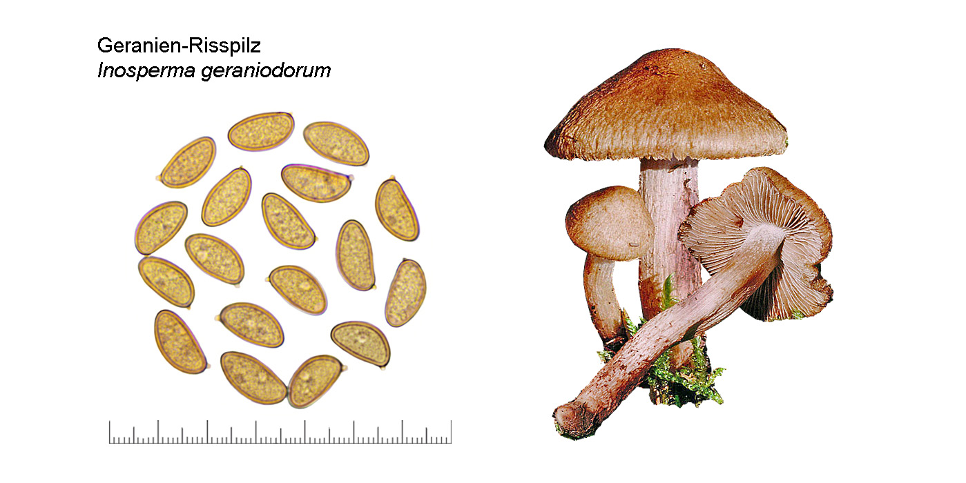 Inosperma geraniodorum, Geranien-Risspilz