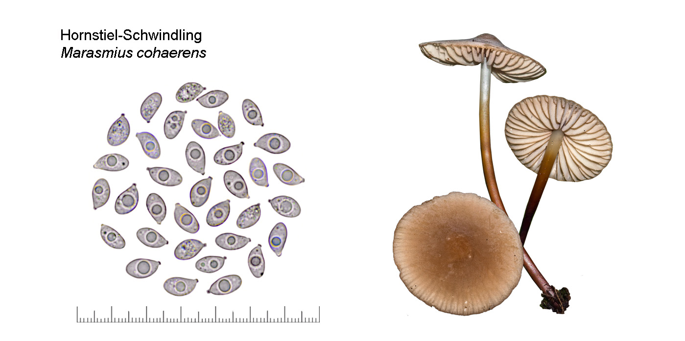 Marasmius cohaerens, Hornstielschwindling