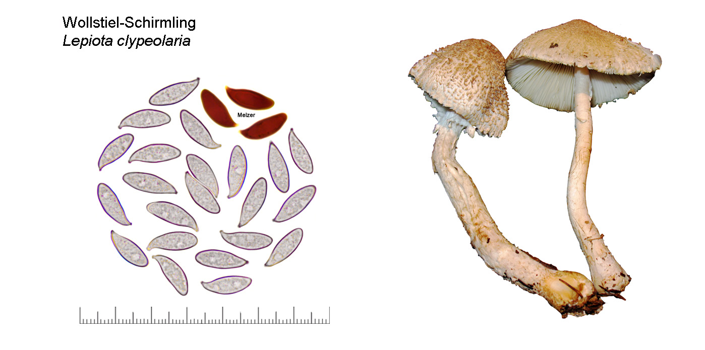 Lepiota clypeolaria, Wollstiel-Schirmling