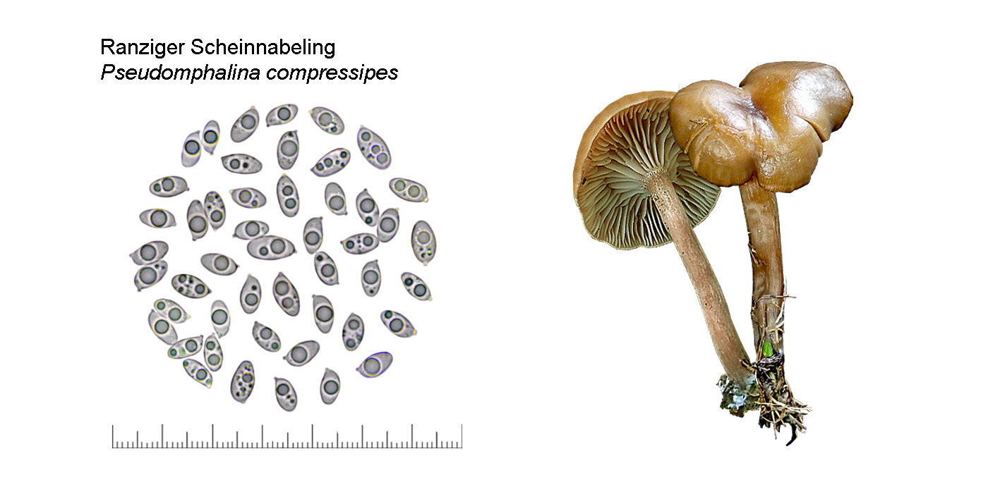 Pseudomphalina compressipes, Ranziger Scheinnabeling