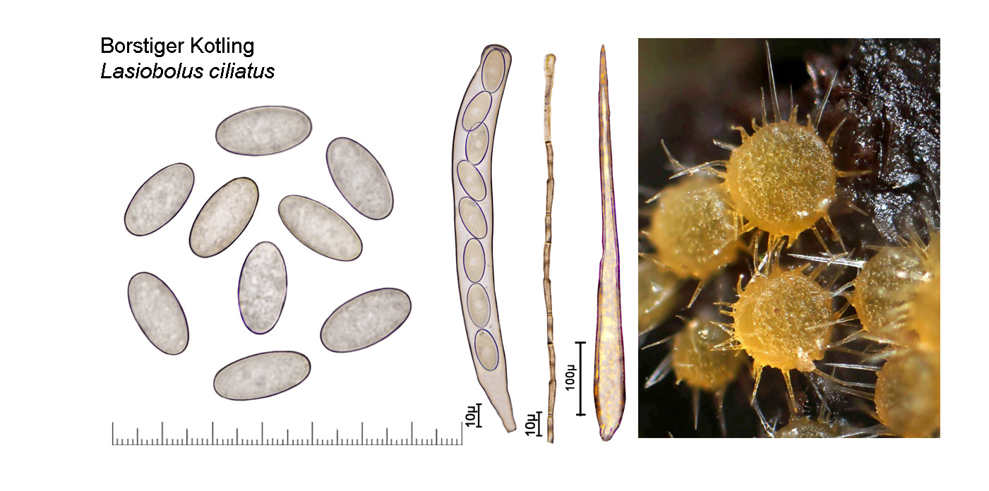 Lasiobolus ciliatus, Borstiger Kotling