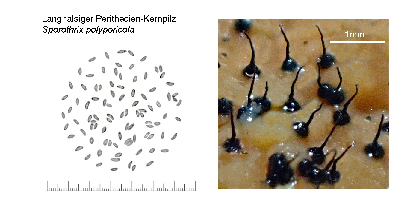 Sporothrix polyporicola, Langhalsiger Perithecien-Kernpilz