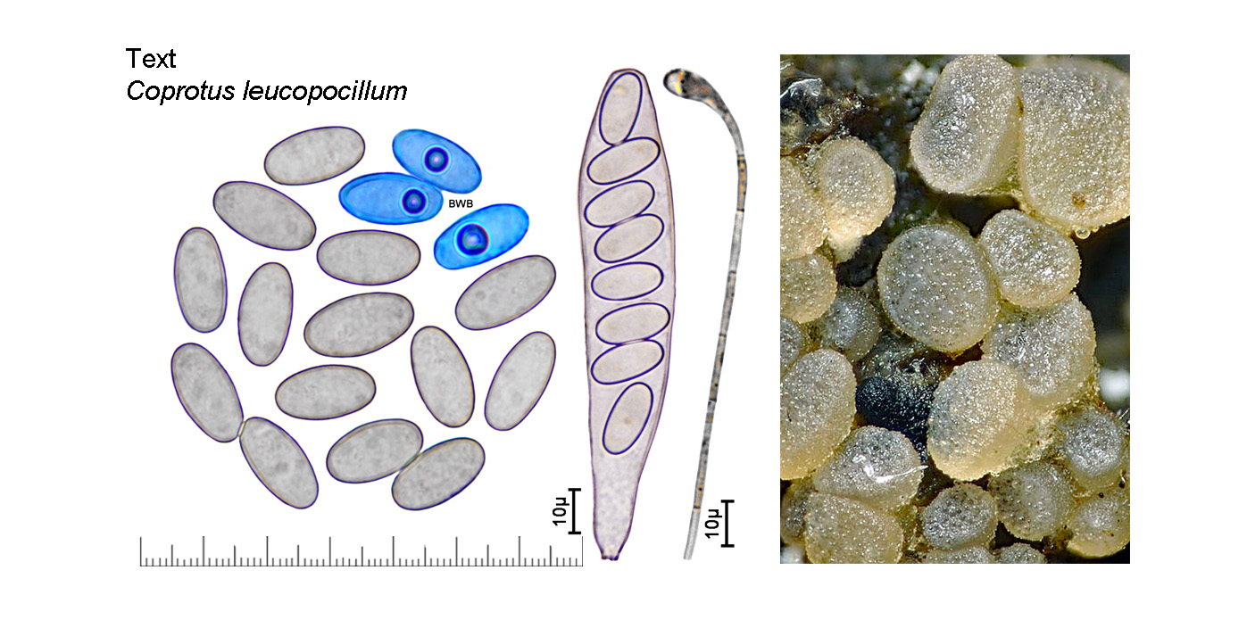 Coprotus leucopocillum, Kein