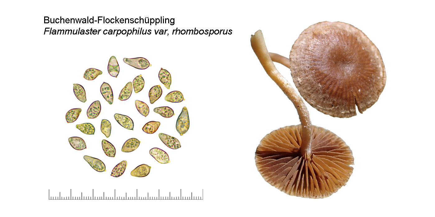 Flammulaster carpophilus var. rhombosporus, Buchenwald-Flockenschppling